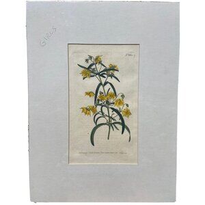 Curtis Botanicals 1803 No #660 Lysimachia Quadriflora Four-Flowered Loose-Strife